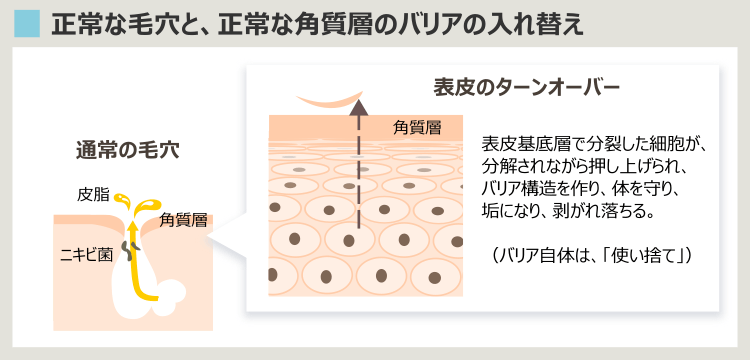 表皮ターンオーバー